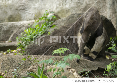 Giant Anteater (Myrmecophaga tridactyla) or Giant Anteater (Myrmecophaga tridactyla) or 60809289