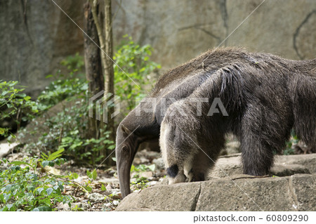 Giant Anteater (Myrmecophaga tridactyla) or Giant Anteater (Myrmecophaga tridactyla) or 60809290