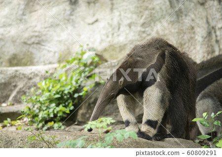 Giant Anteater (Myrmecophaga tridactyla) or Giant Anteater (Myrmecophaga tridactyla) or 60809291