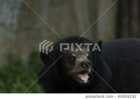 Asiatic black bear (Arctictis binturong) see about Asiatic black bear (Arctictis binturong) see about 60809292