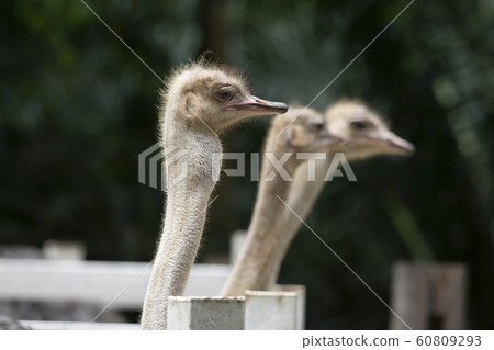 Side view of Ostrich head closeup 60809293