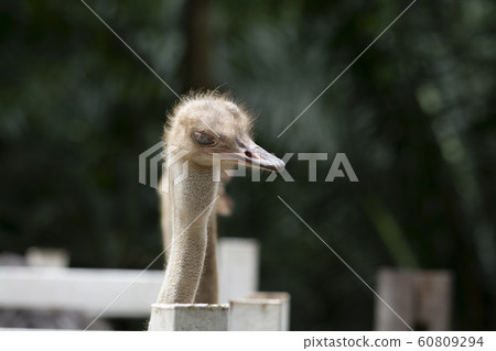 Side view of Ostrich head closeup 60809294