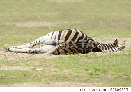 Wildlife habitat Wildlife habitat 60809295