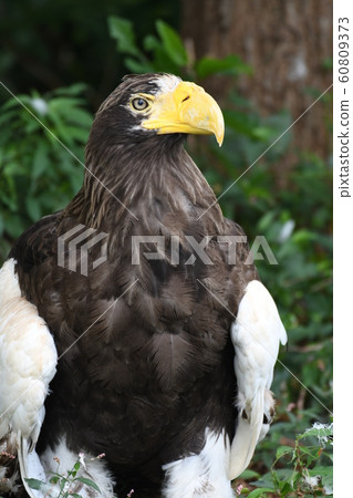 斯特勒的海鷹76 斯特勒的海鷹76 60809373