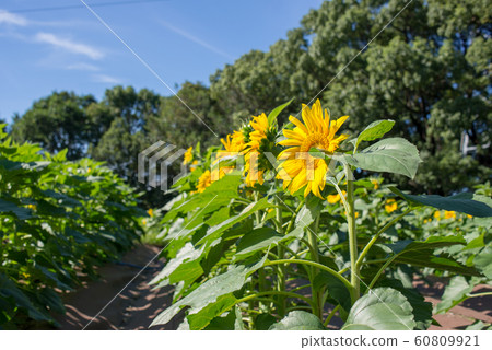 Sunflower in autumn 60809921