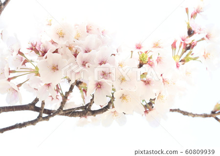 櫻花 60809939