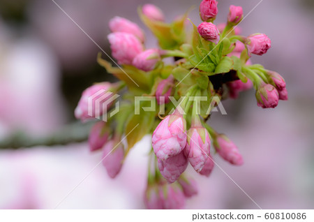 紅花櫻桃芽薄荷 60810086