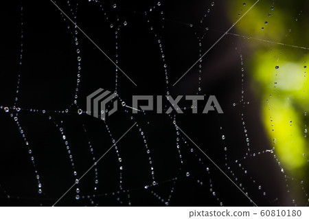 Water on Cobweb Water on Cobweb 60810180