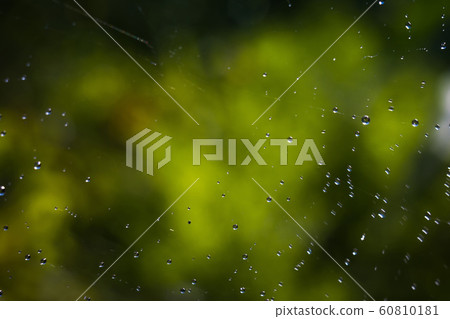 Water on Cobweb 60810181