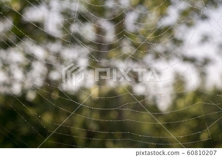 Spider Web Macro Spider Web Macro 60810207