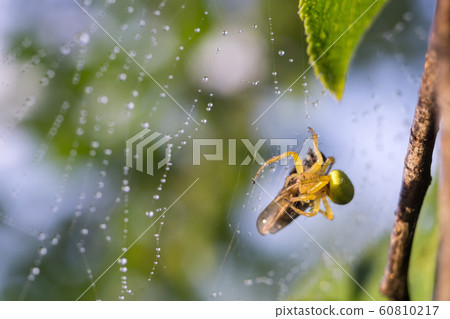 Spider Web Macro 60810217