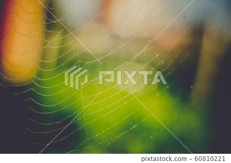 Spider Web Macro Filtered Spider Web Macro Filtered 60810221