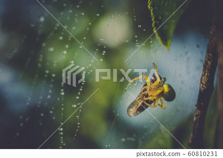 Spider Web Macro Filtered Spider Web Macro Filtered 60810231