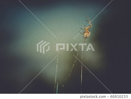 Spider Web Macro Filtered Spider Web Macro Filtered 60810233