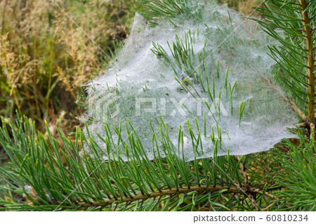 Pine Branch and Cobweb 60810234