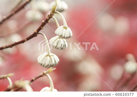 Mitsumata flower tree white natural plant Mitsumata flower tree white natural plant 60810377