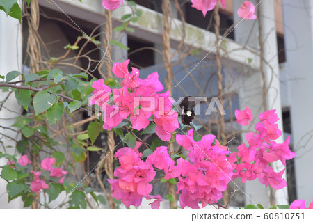the Spring Meadow With White Back ground 60810751