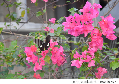 the Spring Meadow With White Back ground the Spring Meadow With White Back ground 60810757