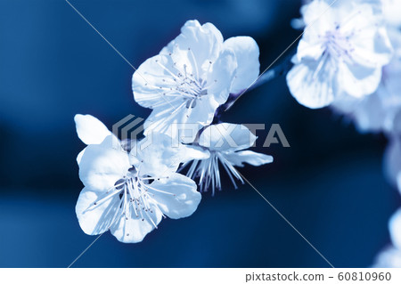 Trendy classic blue background made of blossoming apricot. Trendy classic blue background made of blossoming apricot. 60810960