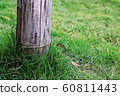 bamboo pole on green grass, pole on green garden. 60811443