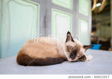 Close up image of stray sleeping kitten 60812017