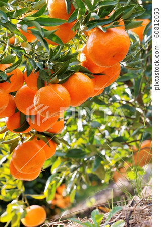 大分縣美味的橘子橘子場 60812053