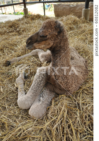 baby arabian camel 60812082