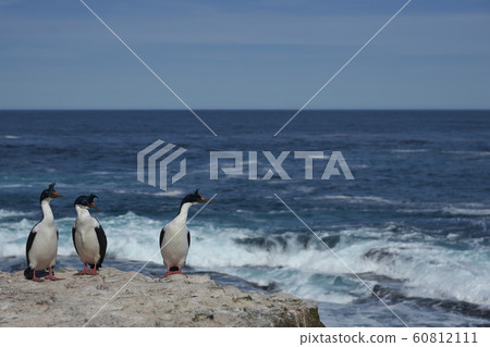 Imperial Shag on the cliffs of Sea Lion Island 60812111