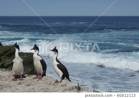 Imperial Shag on the cliffs of Sea Lion Island 60812113