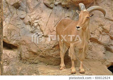 Barbary Barbary 60812624