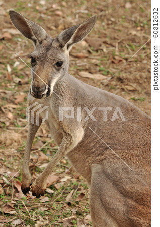 The Western Grey Kangaroo The Western Grey Kangaroo 60812632