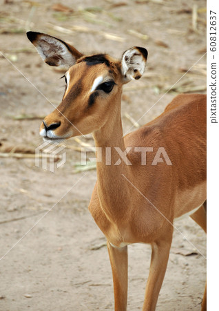 Impala Impala 60812637