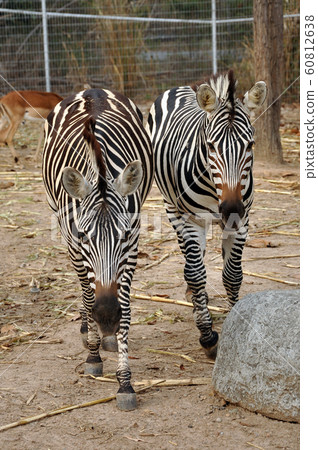 Zebras Zebras 60812638