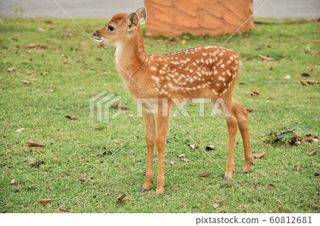 Young sika deer Young sika deer 60812681