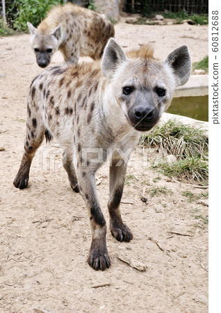 spotted hyena spotted hyena 60812688