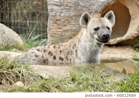 spotted hyena spotted hyena 60812689