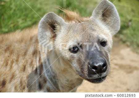 spotted hyena spotted hyena 60812693