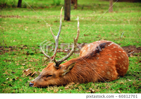 The sika deer The sika deer 60812701