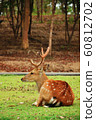 The sika deer 60812702
