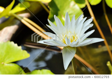lotus lotus 60812703