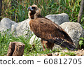 The Himalayan Griffon Vulture 60812705