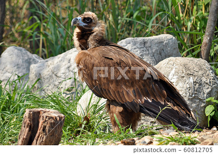 The Himalayan Griffon Vulture The Himalayan Griffon Vulture 60812705
