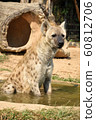 spotted hyena 60812706