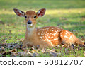 young deer 60812707
