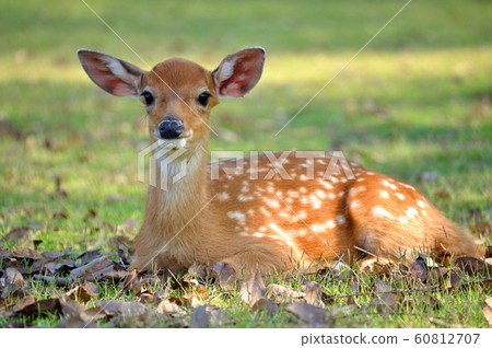 young deer young deer 60812707
