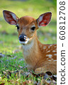 young deer 60812708