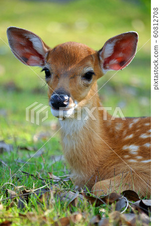 young deer young deer 60812708
