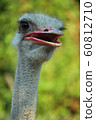 Ostrich 60812710
