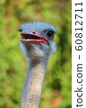 Ostrich 60812711