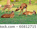 Sika Deer 60812715